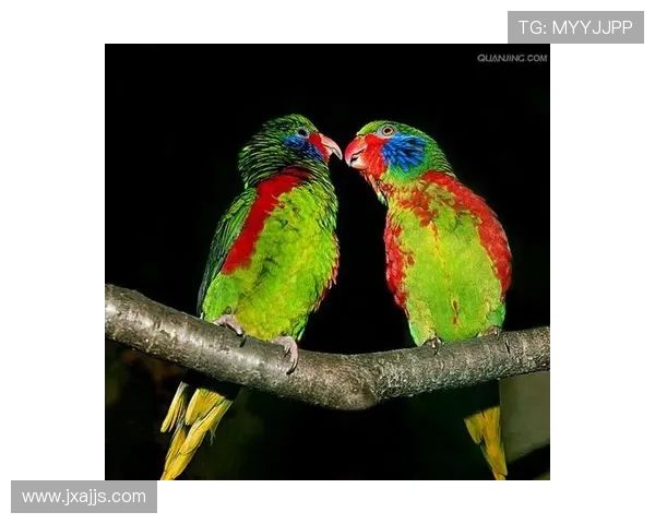 西班牙人携手待领养狗狗组成特别阵容共同举办鹦鹉不离弃慈善活动